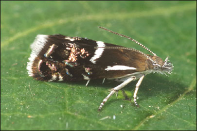 Millieria dolosalis (Heydenreich, 1851) - �������������� ---