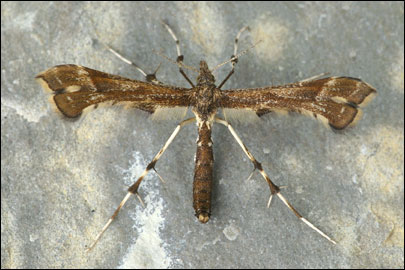 Buszkoiana capnodactyla (Zeller, 1841) - ������������ ---