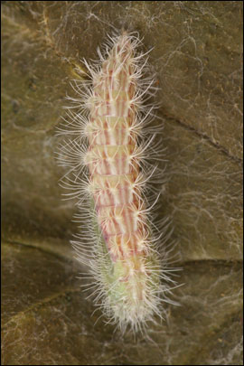 Calyciphora albodactyla (Fabricius, 1794) -  