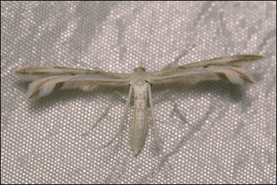 Calyciphora homoiodactyla (Kasy, 1960) -  ---