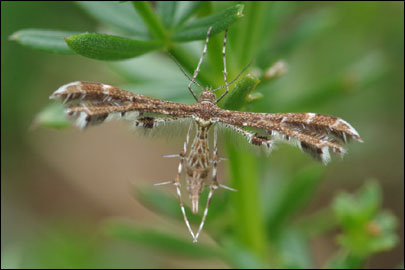 Capperia fusca (Hofmann, 1898) - ������������ �������