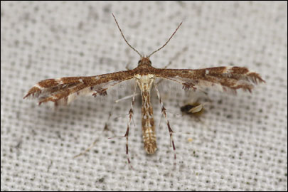 Capperia maratonica Adamczewski, 1951 - ������������ ---