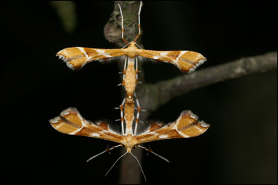 Cnaemidophorus rhododactyla ([Denis & Schiffermuller], 1775) - Пальцекрылка краснопалая