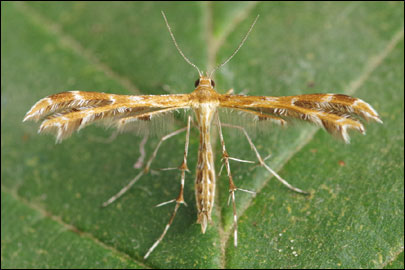 Crombrugghia distans (Zeller, 1847) -  