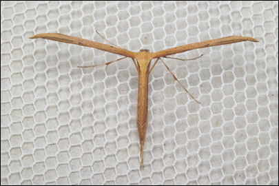 Emmelina monodactyla (Linnaeus, 1758) - Пальцекрылка однопалая