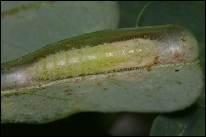 Emmelina monodactyla (Linnaeus, 1758) - Пальцекрылка однопалая