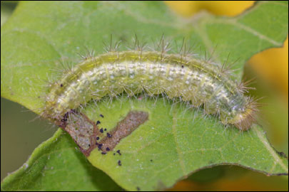 Emmelina monodactyla (Linnaeus, 1758) - ������������ ���������