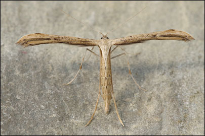 Emmelina monodactyla (Linnaeus, 1758) - ������������ ���������