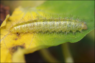 Emmelina monodactyla (Linnaeus, 1758) - ������������ ���������