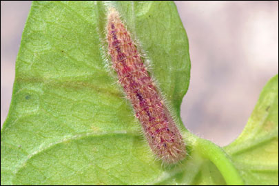 Emmelina monodactyla (Linnaeus, 1758) - ������������ ���������