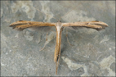 Emmelina monodactyla (Linnaeus, 1758) - ������������ ���������