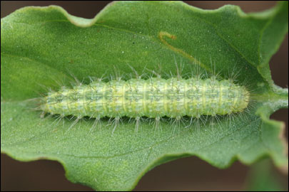 Emmelina monodactyla (Linnaeus, 1758) - ������������ ���������