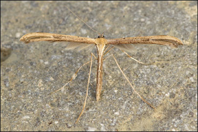 Emmelina monodactyla (Linnaeus, 1758) - ������������ ���������