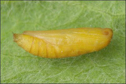 Hellinsia inulae (Zeller, 1852) - Пальцекрылка девясиловая