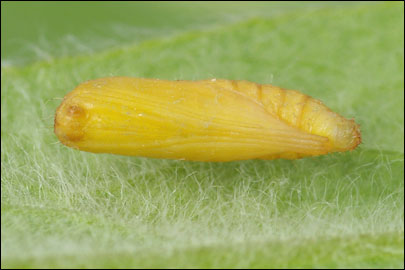 Hellinsia inulae (Zeller, 1852) - Пальцекрылка девясиловая
