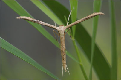 Oidaematophorus constanti Ragonot, 1875 - Пальцекрылка Константа