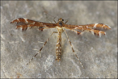 Oxyptilus parvidactylus (Haworth, 1811) - ������������ �����������