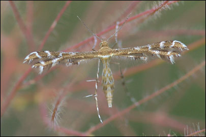 Procapperia linariae (Chretien, 1922) - ������������ ---