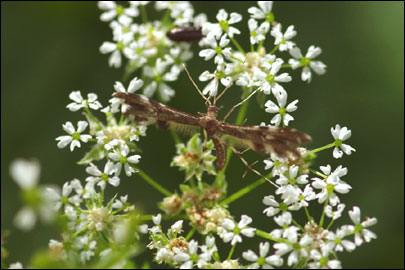 Pselnophorus poggei (Mann, 1862) - ������������ �����
