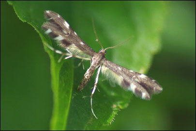 Pselnophorus poggei (Mann, 1862) - ������������ �����