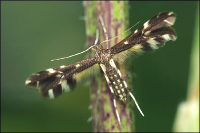 Pselnophorus poggei (Mann, 1862) - ������������ �����