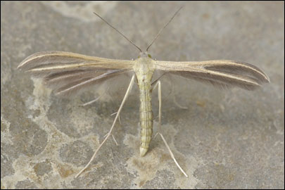 Pterophorus ischnodactylus (Treitschke, 1835) - Пальцекрылка ---
