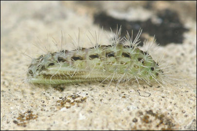Pterophorus pentadactylus (Linnaeus, 1758) - Пальцекрылка пятипалая