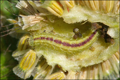 Stenoptilia bipunctidactyla (Scopoli 1763) - Пальцекрылка подмаренниковая