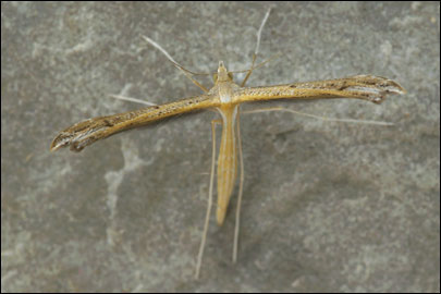 Stenoptilia bipunctidactyla (Scopoli 1763) - Пальцекрылка подмаренниковая