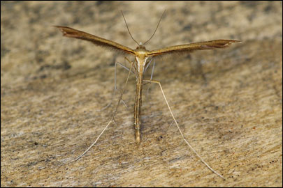 Stenoptilia mannii (Zeller, 1852) - ������������ �����