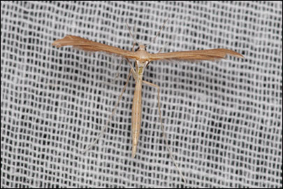 Stenoptilia mannii (Zeller, 1852) - ������������ �����