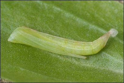 Stenoptilia zophodactyla (Duponchel, 1840) - Пальцекрылка ---