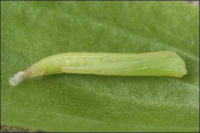 Stenoptilia zophodactyla (Duponchel, 1840) - Пальцекрылка ---