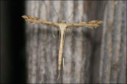 Stenoptilodes taprobanes (Felder et Rogenhofer, 1875) -  