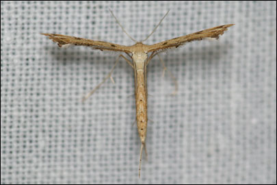 Stenoptilodes taprobanes (Felder et Rogenhofer, 1875) -  