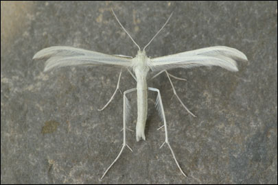Wheeleria phlomidis (Staudinger, 1871) - Пальцекрылка зопниковая
