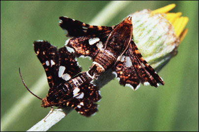 Thyris fenestrella (Scopoli, 1763) - Окончатый мотылек обыкновенный