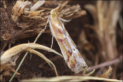 Ancylosis cinnamomella (Duponchel, 1836) - ������� ��������