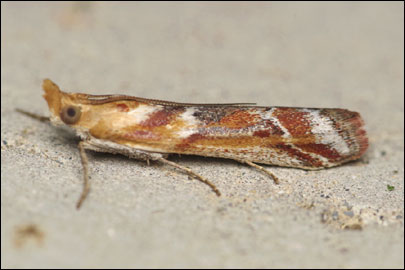 Ancylosis cinnamomella (Duponchel, 1836) - ������� ��������