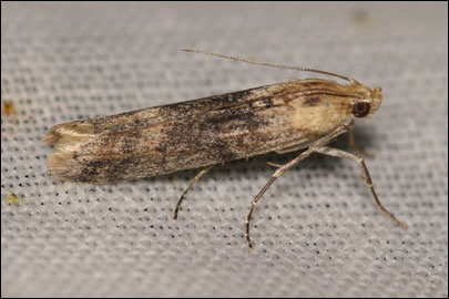 Ancylosis roscidella (Eversmann, 1844) - ������� ---