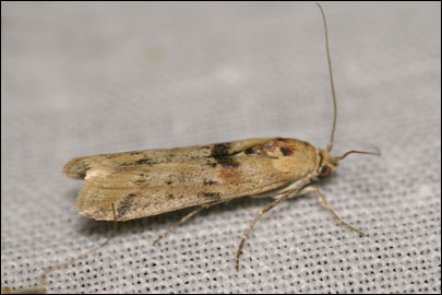 Ancylosis roscidella (Eversmann, 1844) - ������� ---