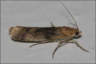 Ancylosis roscidella (Eversmann, 1844) - ������� ---