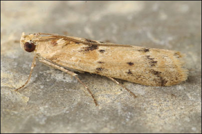 Ancylosis roscidella (Eversmann, 1844) - ������� ---