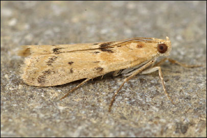 Ancylosis roscidella (Eversmann, 1844) - ������� ---