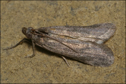 Ancylosis substratellum (Christoph, 1877) -  ---