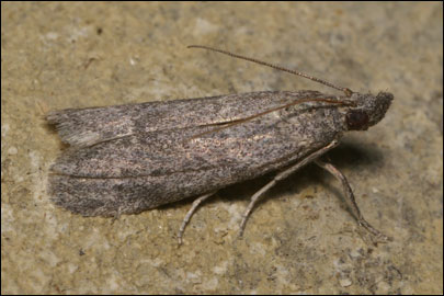 Ancylosis substratellum (Christoph, 1877) -  ---