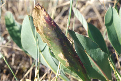 Ancylosis substratellum (Christoph, 1877) - ������� ---