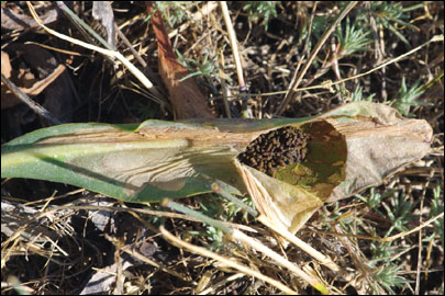 Ancylosis substratellum (Christoph, 1877) - ������� ---