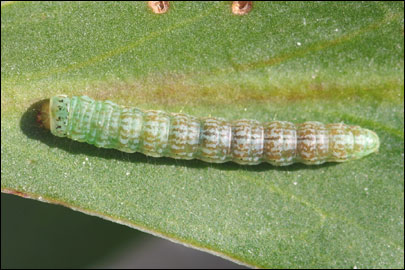 Ancylosis substratellum (Christoph, 1877) - ������� ---