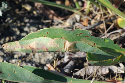 Ancylosis substratellum (Christoph, 1877) - ������� ---